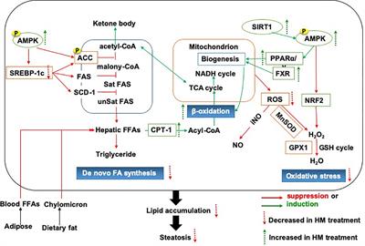 Herbal Medicine in the Treatment of Non-Alcoholic Fatty Liver Diseases-Efficacy, Action Mechanism, and Clinical Application